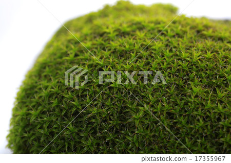 Green moss 17355967