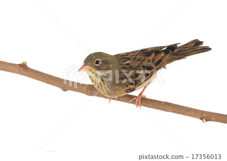 Reed Bunting 17356013