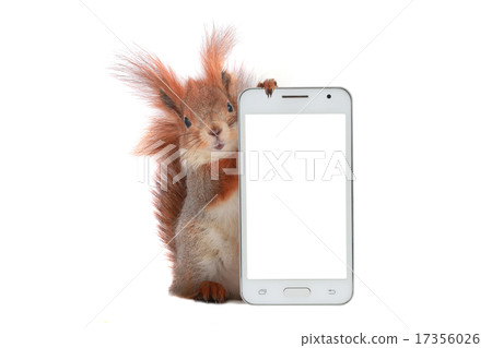 squirrel 17356026