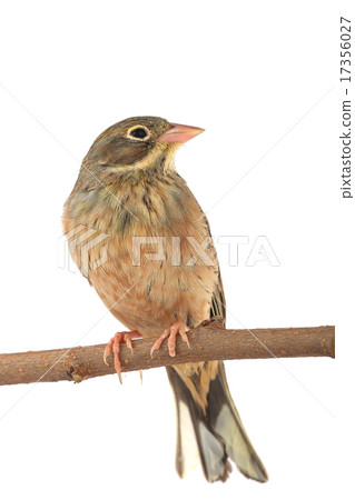 Reed Bunting 17356027