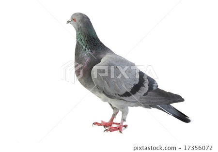 gray dove gray dove 17356072