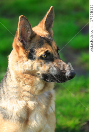 German shepherd German shepherd 17356153