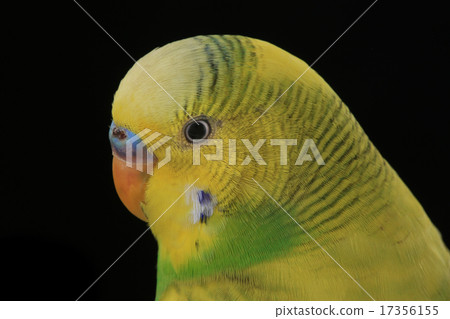 budgie budgie 17356155