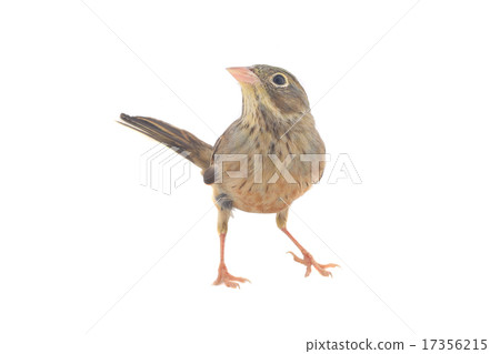 Reed Bunting 17356215