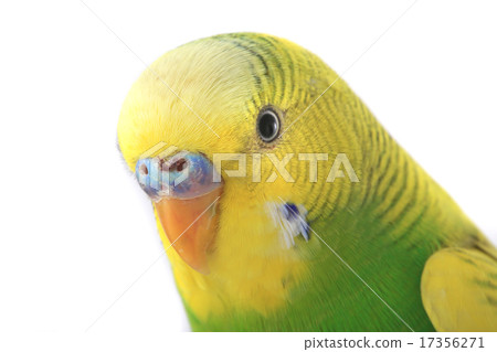 budgie budgie 17356271