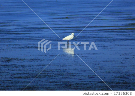 Egret 17356308