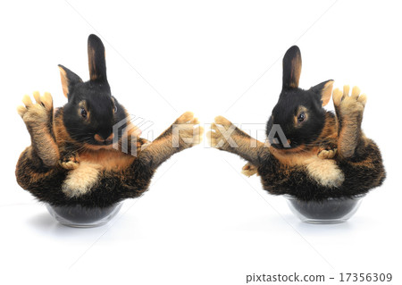 two brown rabbit 17356309