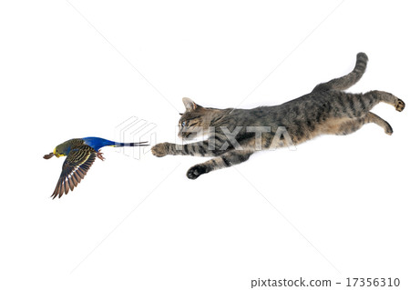 cat and parrot 17356310