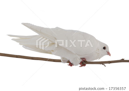 white dove white dove 17356357