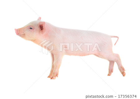 pig pig 17356374
