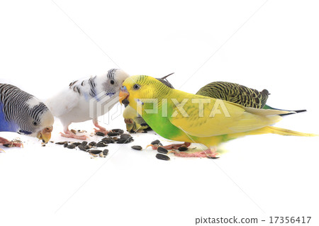 budgie 17356417