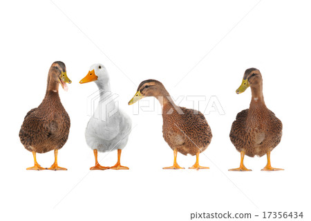 ducks ducks 17356434