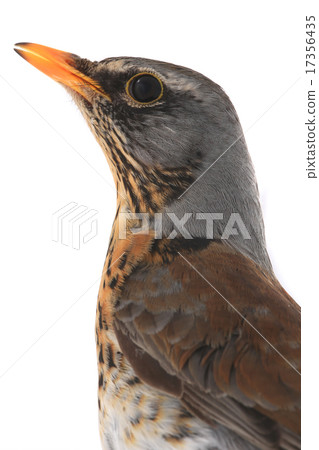 portrait thrush portrait thrush 17356435
