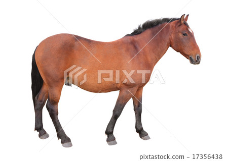 horse 17356438