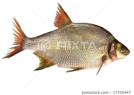 bream bream 17356447