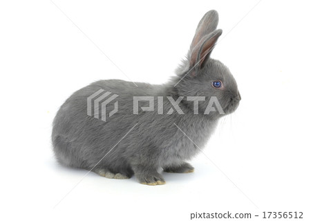 gray rabbit 17356512