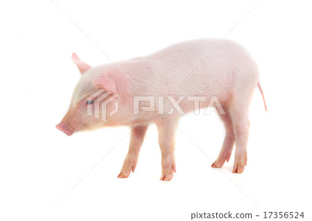 pig pig 17356524