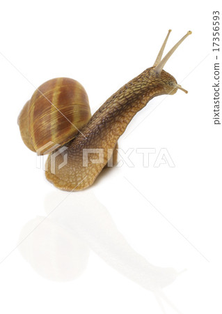 snail snail 17356593