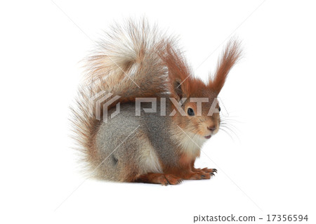 squirrel, 17356594