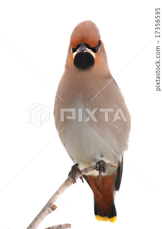 Bohemian Waxwing Bohemian Waxwing 17356595