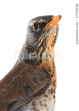 portrait thrush portrait thrush 17356596