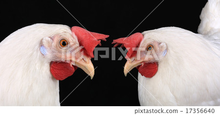 hen hen 17356640