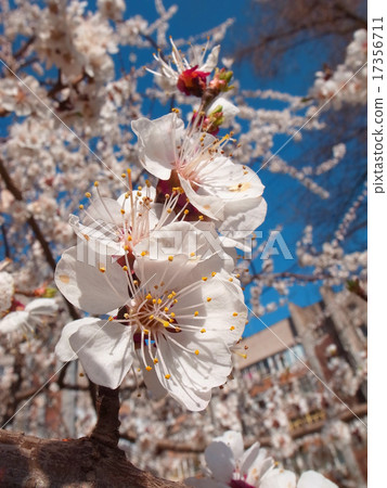 apricot apricot 17356711