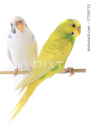 budgie budgie 17356712