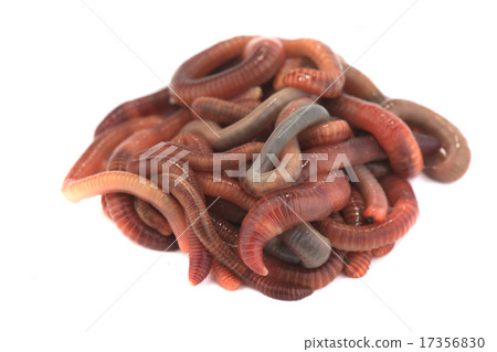 worm 17356830