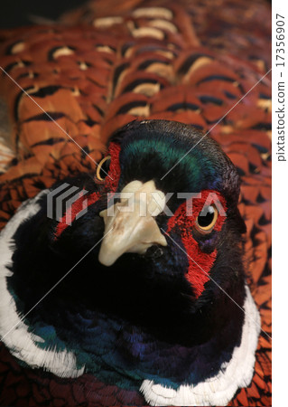 pheasant pheasant 17356907
