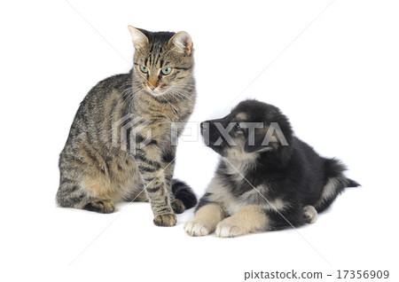 cat and dog cat and dog 17356909