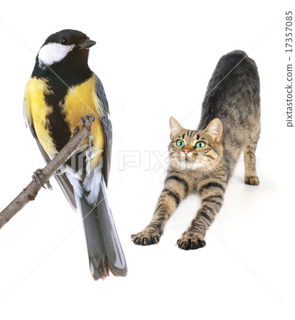cat and titmouse 17357085