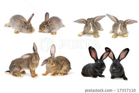 grey rabbit grey rabbit 17357110