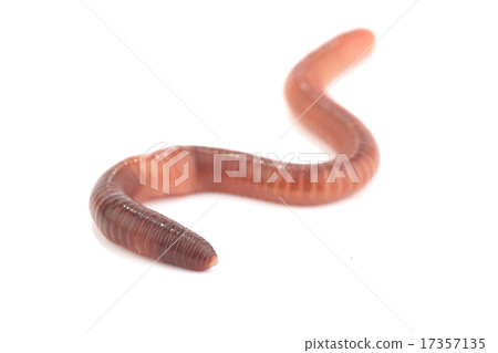 worm 17357135