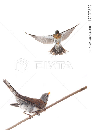 thrush thrush 17357262