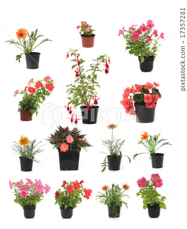 flover flover 17357281