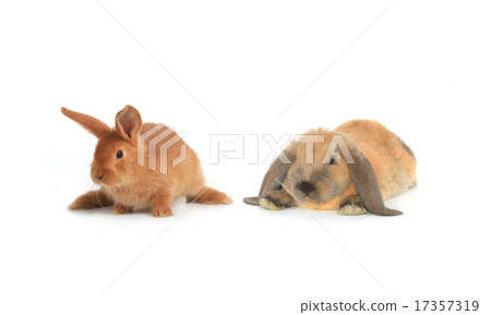 two brown rabbit two brown rabbit 17357319