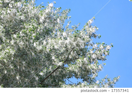 Poplar Poplar 17357341
