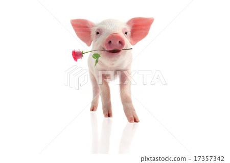 smile pig smile pig 17357342
