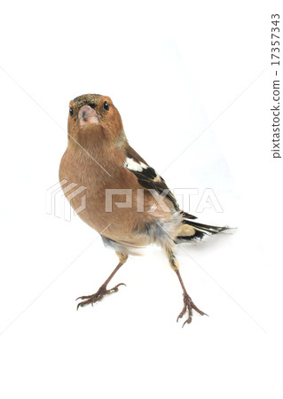 chaffinch 17357343