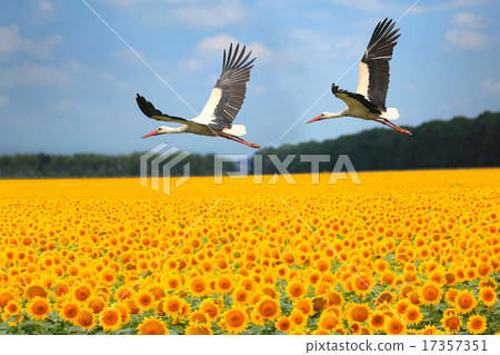 two storks 17357351