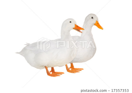 duck 17357353