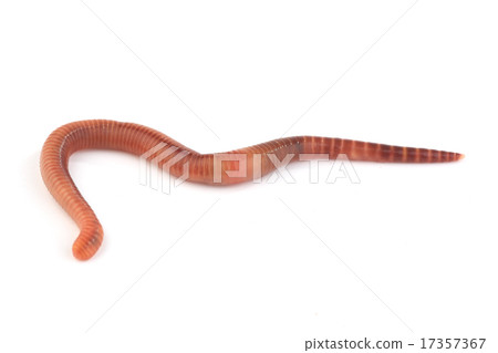 worm worm 17357367