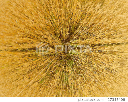 wheat wheat 17357406