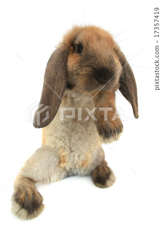 standing rabbit standing rabbit 17357419