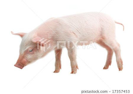 pig 17357453