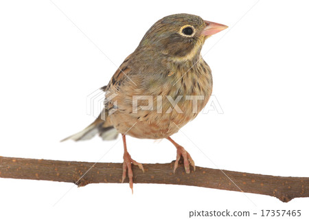 Reed Bunting 17357465