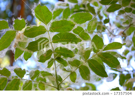 leaves 17357504
