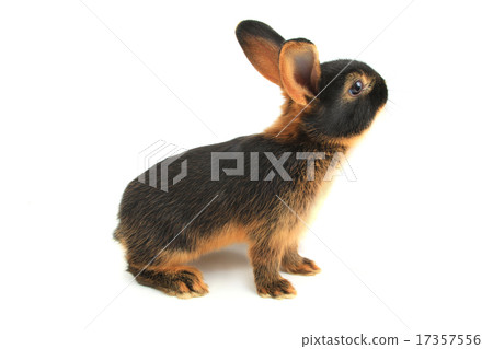 brown rabbit 17357556