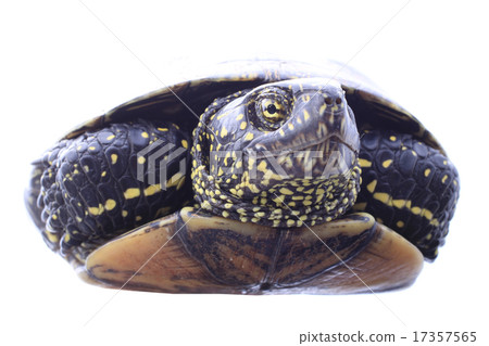 turtle turtle 17357565